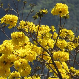 Guayacan - Handroanthus guayacan, Handroanthus guayacan, évelő, fásszárú
